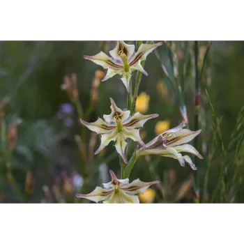 Rare Gladiolus Flower